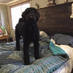 Meet your Posher, Todd